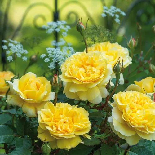 Rosas arbustivas inglesas de reliquia, planta de raíz propia viva para jardín al aire libre, esposa del poeta, excepcionalmente fragantes, zonas de