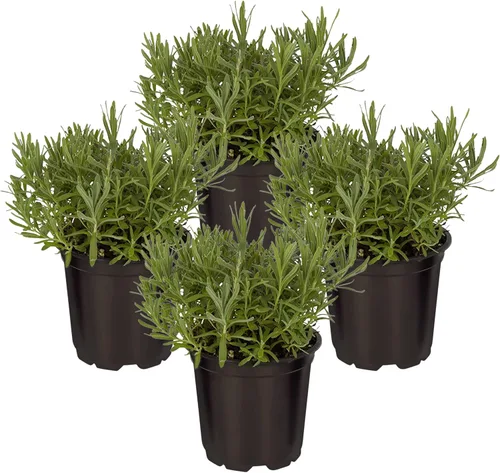 Hierba aromática y comestible viva, lavanda (4 por paquete), potenciador natural del sueño, 6 pulgadas de alto por 4 pulgadas de ancho en 1 pinta