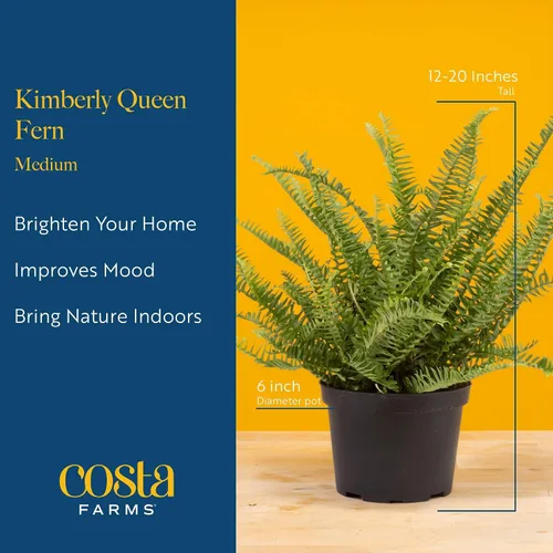 Miniatura 4 de Costa Farms Helecho Kimberly Queen, planta viva de interior, en maceta, decorativa, en tierra, hermosa decoración de habitación, regalo