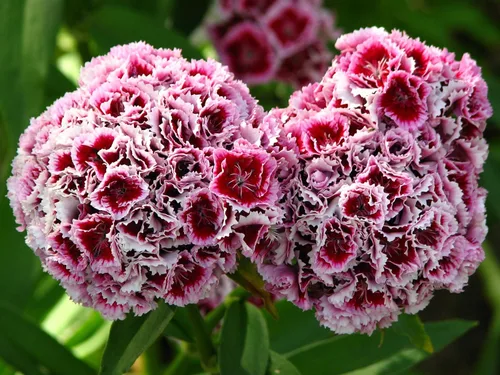 Miniatura 4 de 100 Wee Willie Dwarf Sweet William - Semillas de flores de Dianthus Barbatus