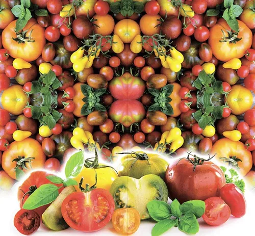 Miniatura 7 de Semillas de tomate Caleidoscopio Mix (de pequeño a gigante) Vegetales tradicionales para plantar sin OMG