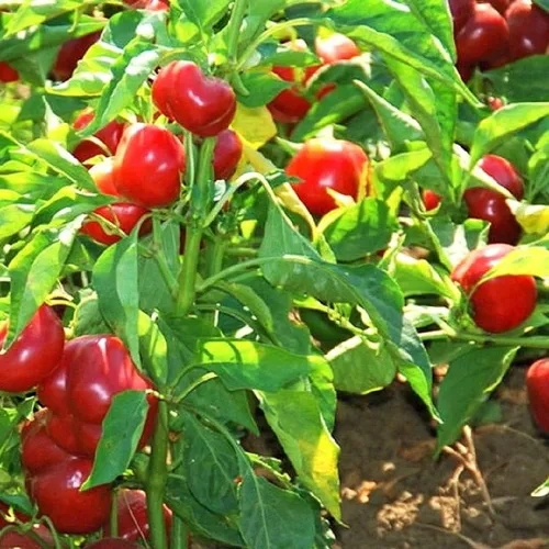 Miniatura 2 de Semillas de pimiento de cereza dulce, paquete de 100 semillas, sin OMG, verduras pequeñas que ofrecen un sabor rico y dulce. - Country Creek LLC