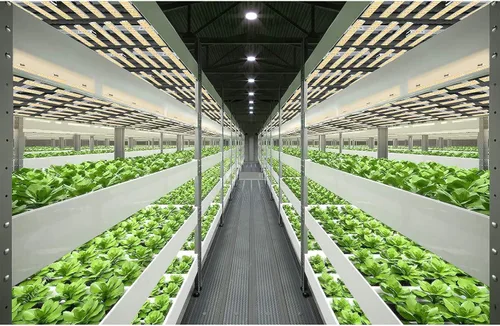 Miniatura 6 de P1500 - Luz de crecimiento LED de espectro completo, modo Veg Bloom Daul, cadena de margaritas mejorada para plantas de interior, lámparas