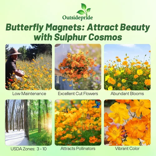 Miniatura 2 de Outsidepride 1000 semillas anuales Cosmos Sulphureus Bright Lights Yellow Cut Flower Seeds para plantar
