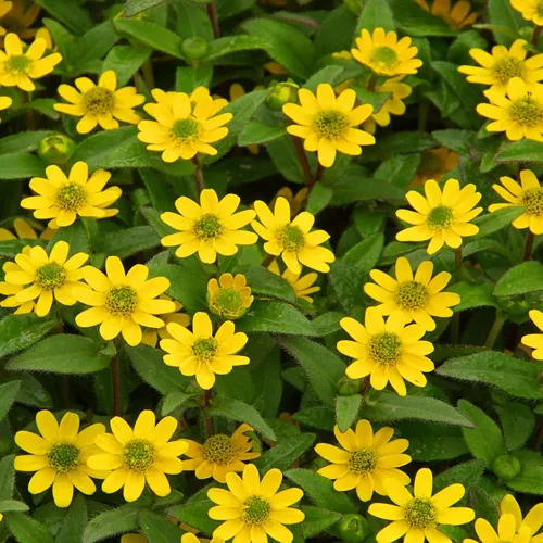 Miniatura 7 de Outsidepride Semillas de zinnia rastreras – 2000 semillas anuales de flores para plantar al aire libre, fáciles de cultivar, tolerantes a la sequía