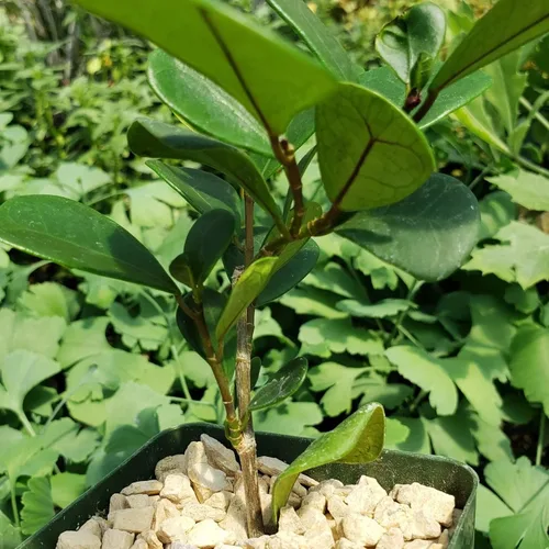 Miniatura 6 de Ficus triangularis