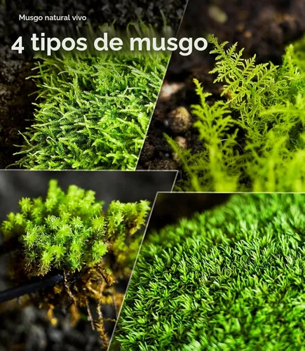 Miniatura 5 de Live Moss - Paquete de 4 (cada uno de 3.5 x 7 pulgadas), musgo mezclado real para terrarios, hábitats de reptiles, jardines de hadas y plantas