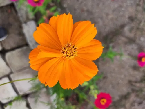 Miniatura 3 de Semillas de flores de cosmos de naranja enana azufre – más de 100 semillas por paquete, (semillas de jardín de Isla), nombre científico; Cosmos