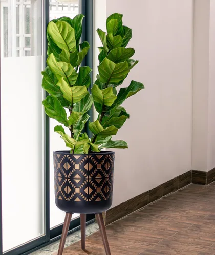 Miniatura 6 de D'vine Dev Maceta de 12 pulgadas con soporte, maceta alta de mediados de siglo con patas para plantas de interior, bronce/negro, 88-G-C-6