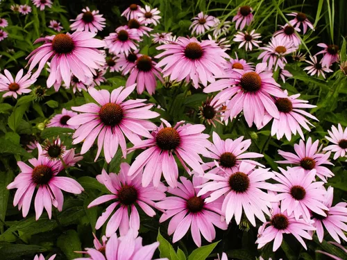 Miniatura 30 de Guardería Greenwood: Plantas Perennes Vivas - Rosa de Bath + Dianthus Gratianopolitanus - [Cantidad: 1x Maceta de Pinta]