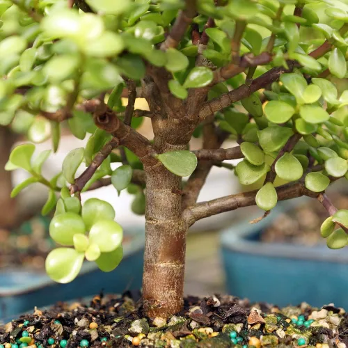 Miniatura 4 de Brussel's Bonsai Árbol Bonsái de Jade Enano Vivo, Interior - Mediano, 4 Años de Edad, 8 a 12 Pulgadas de Alto - Maceta Decorativa de Agua