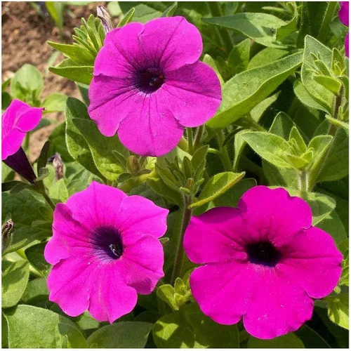 Miniatura 3 de Everwilde Farms - 2000 semillas de flores silvestres Shanin Wild Petunia - Paquete de semillas Gold Vault