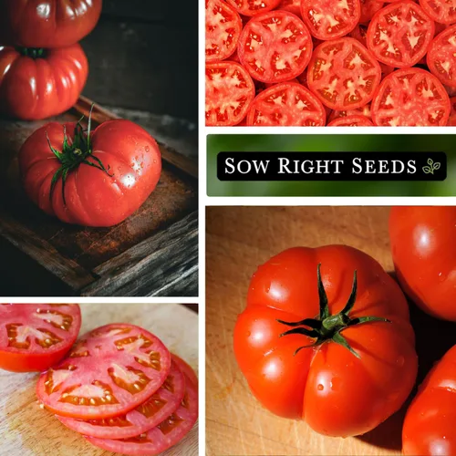 Miniatura 4 de Sow Right Seeds - Semillas de tomate rojo Brandywine para plantar - Tomates de carne de res sin OMG - Semillas de tomate de res grandes para jardín
