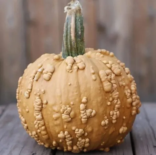 Semillas de calabaza para plantar (10 semillas) - Semillas de calabaza, calabaza y calabaza exóticas y difíciles de encontrar - Semillas de huerto
