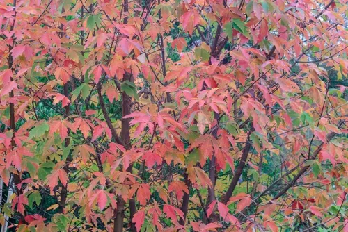 Miniatura 2 de Semillas de árbol de arce de corteza de serpiente para plantar (30 semillas) - Acer capillipes
