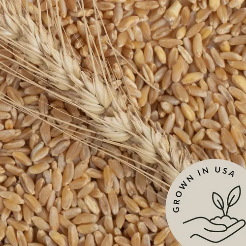 Miniatura 4 de Be Still Farms Farro Grain orgánico (4.8 libras) – Bayas de trigo integral Emmer a granel – Granos antiguos ideales para sopa, ensalada, harina