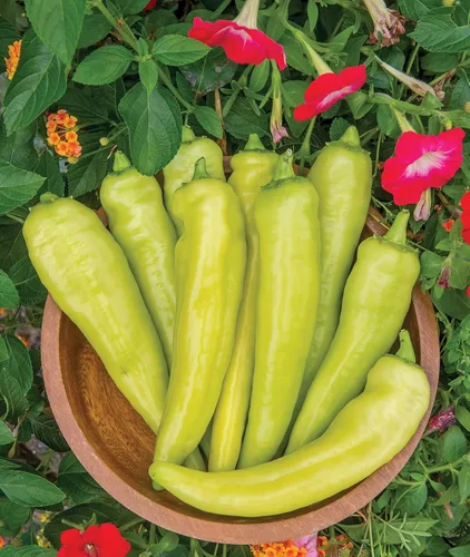 Miniatura 6 de Burpee Semillas de Pimiento Picante Griego Orgánico Pepperoncini 300 No-GMO para Plantar Jardín Casero Pimientos Amarillo Claro Ligeramente