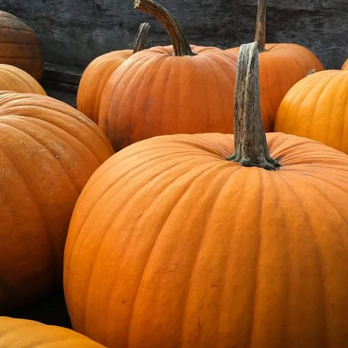 UtopiaSeeds Big Max - Semillas de calabaza grandes de color naranja