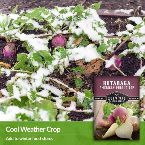 Miniatura 4 de Survival Garden Seeds - 1 paquete de semillas de Rutabaga púrpura estadounidense para plantar con instrucciones para cultivar Brassica Napus en tu
