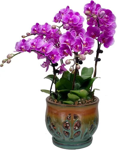 Miniatura 15 de W&W Maceta de orquídeas con agujeros y platillo para trasplantar, azul, 6.5 pulgadas