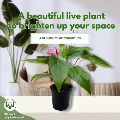 Miniatura 3 de BubbleBlooms Anthurium Purple, 4 pulgadas