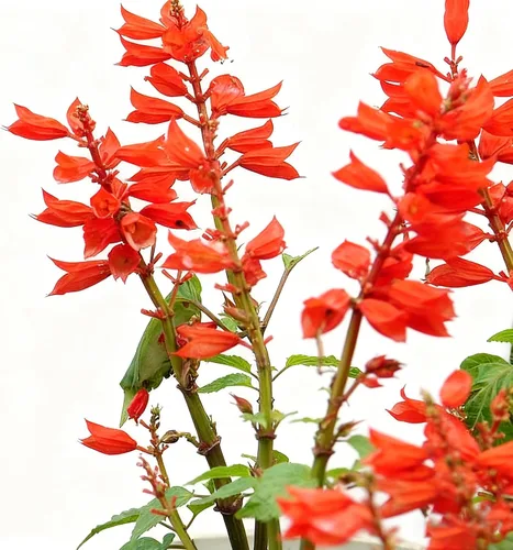 Miniatura 7 de 50 semillas de flores de salvia escarlata para plantar, semillas de Salvia raras perennes, semillas de agastache de arenisca Arizona sin OMG