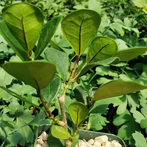 Miniatura 7 de Ficus triangularis