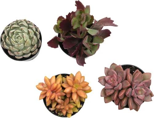 Miniatura 10 de Altman Plants, Plantas suculentas vivas (4 unidades), regalos para amantes de las plantas suculentas, plantas de interior vivas en tierra