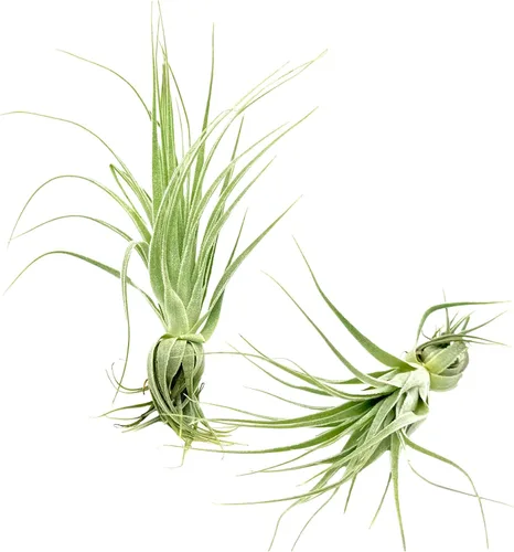 Miniatura 5 de Planta aérea viva - Tillandsia Gardneri 5-7" - ragnaroc Planta tropical de interior rara para coleccionistas - Llegada viva garantizada - Plantas