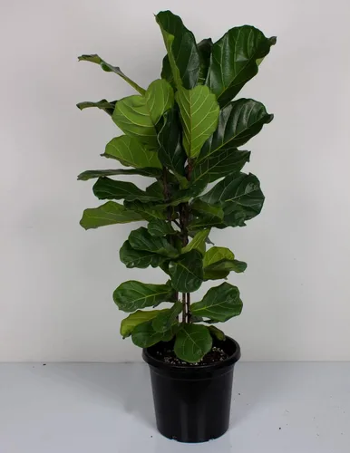 Miniatura 6 de Fiddle Leaf Fig Tree Plant Food - Fertilizer Granules Feed Continuously for 6 Months NPK 15-5-10 Slow-Release Fertilizer for Potted Fig Leaf and