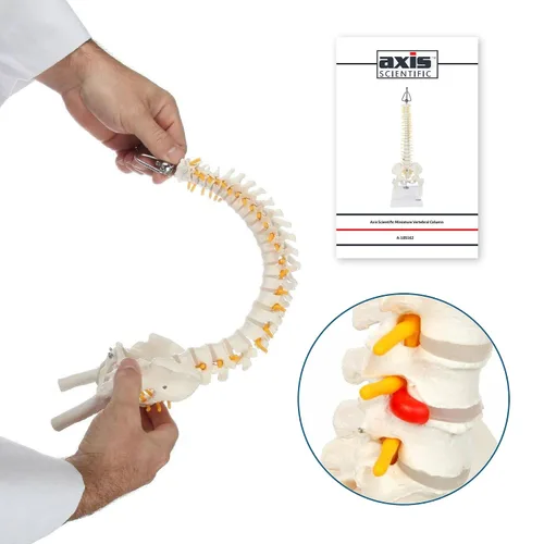 Miniatura 3 de Axis Scientific mini modelo de anatomía de columna vertebral, incluye nervios y viene con soporte resistente.