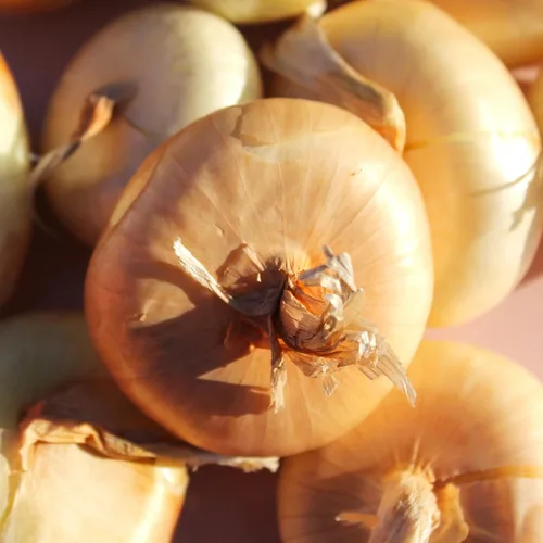 Miniatura 5 de TomorrowSeeds - Borettana Yellow Cipollini Semillas de cebolla - Más de 200 unidades - para plantar 2025 dulce italiano Cipolla Cipolle Borettane