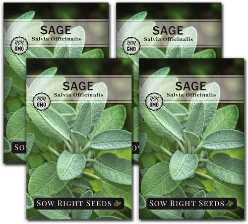 Miniatura 9 de Sow Right Seeds - Semillas de salvia para plantar - Paquete de reliquia sin OMG con instrucciones para plantar y cultivar hierbas de cocina