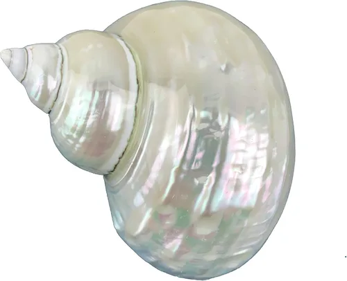 Worlds Conchas marinas perladas turbo de jade blanco y conchas marinas de cangrejo ermitaño, conchas turbo de 3-1/2 "~ 4 pulgadas