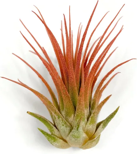 Miniatura 13 de Planta de aire Tillandsia Ionantha de Guatemala, planta de aire viva Tillandsia de Guatemala, llegada saludable garantizada, excelente planta de Azul
