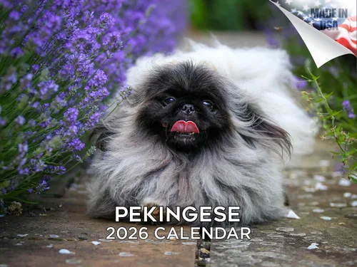 Miniatura 104 de Calendario 2025 2026 de cachorros Cocker Spaniel - Calendario mensual de pared de raza de perro - 12" x 24" abierto - Papel grueso sin sangrado