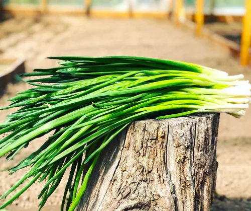 Miniatura 2 de Semillas de cebolla verde en racimo de cebolletas alrededor de 300 semillas sin OMG para plantar