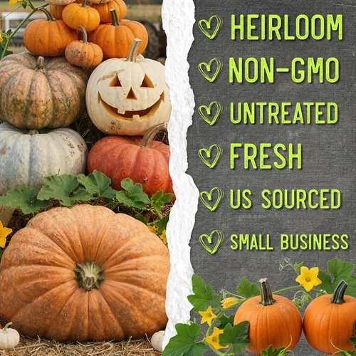 Miniatura 6 de Seed Needs Semillas de calabaza para plantar mezcla espeluznante especial Más de 10 variedades premium Lumina White, Baby Boo, Blue Jarrahdale