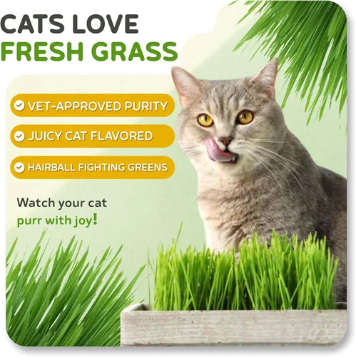 Miniatura 4 de Todd's Seeds – Hierba para gatos de interior o exterior, 1 libra de hierba de trigo – Premium, 100% libre de químicos (mejor que orgánico) sin GMO