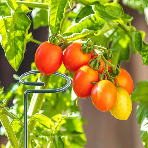 Miniatura 7 de Thealyn Paquete de 20 aros de soporte para plantas de 36 pulgadas, para jardín, de un solo tallo, para flores, orquídeas, tomates, peonía, lirio, 36