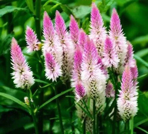 Miniatura 2 de 1000 semillas de flores de flamenco Celosia Spicata – Planta perenne exótica con flores de plumas rosadas, regalo para amantes del jardín