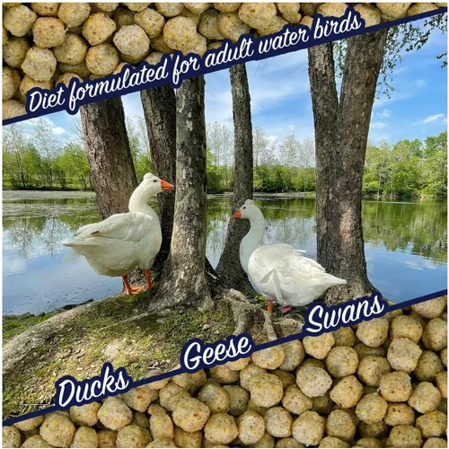 Miniatura 4 de Natural Waterscapes Alimento flotante para aves acuáticas (5 libras) para patos salvajes, patos de mascotas, gansos, cisnes