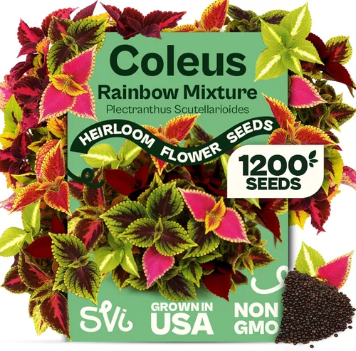 Miniatura 21 de Queen Anne 's Lace- 200 semillas – 50% de descuento venta