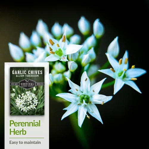 Miniatura 4 de 5 paquetes de semillas de cebollino de ajo para plantar, paquete con instrucciones para cultivar deliciosas hierbas perennes en el huerto de tu