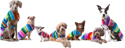 Miniatura 5 de Poncho de perro hecho a mano de Authentic Mexican Blanket; ropa para perros, suéter, abrigo, xxL, Azul