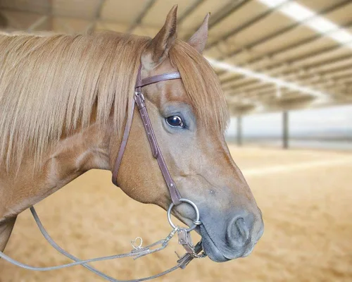 Miniatura 3 de Tahoe TackMesquite Browband Headstall Rawhide & Spots USA Leather
