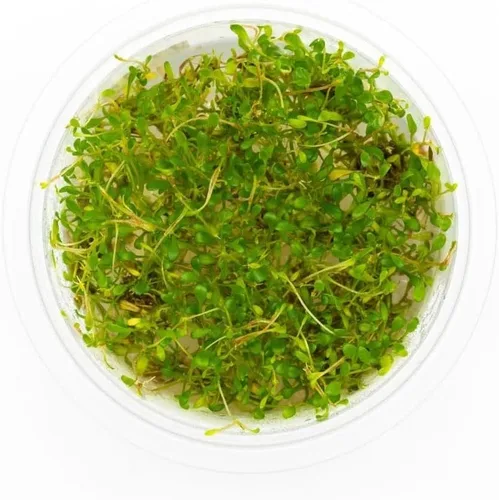 Miniatura 22 de Planta viva SubstrateSource - Hierba enana Eleocharis Belem cultivada en tejidos acuáticos para acuario - 100% libre de caracoles en copa in vitro