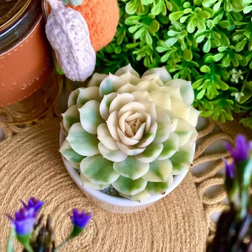 Miniatura 2 de Plantas suculentas vivas, Echeveria Onslow variegada de 3.2 pulgadas, Plantas de interior mini, Planta viva de raíz desnuda sin tierra, Plantas