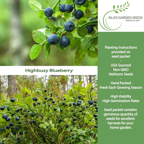 Miniatura 2 de Semillas de arándano Highbush (variedades del norte y del sur) - Más de 300 semillas sin OMG y reliquias, Vaccinium corymbosum, paisajes comestibles