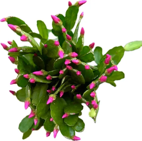 Miniatura 4 de Planta viva de cactus de primavera magenta de 4 pulgadas, Rhipsalidopsis. Cactus navideño recién plantado.